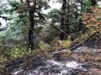MEŞƏ MAFİYASI İŞ BAŞINDA... - Onları kimsə DURDURA BİLMİR...