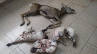 İsmayıllıda qanunsuz ovladığı cüyür və porsuqları ət mağazasında satmaq istəyən şəxs saxlanılıb - FOTO
