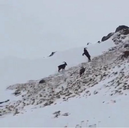 Göygöl, Şahdağ, Altıağac Milli Parklarından qar görüntüləri Göygöl, Şahdağ, Altıağac Milli Parklarından qar görüntüləri