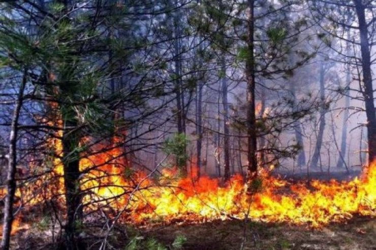 FHN Oğuzdakı yanğınla bağlı məlumat yaydı