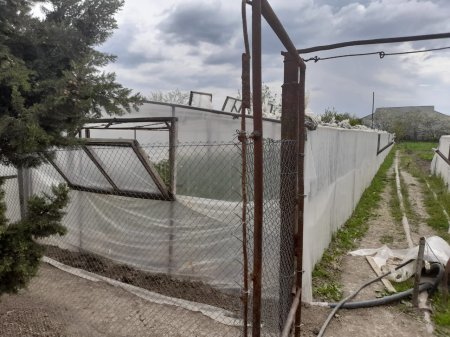 İstixanalarda narkotik yetişdirən Salyan rayon sakini saxlanıldı - FOTO