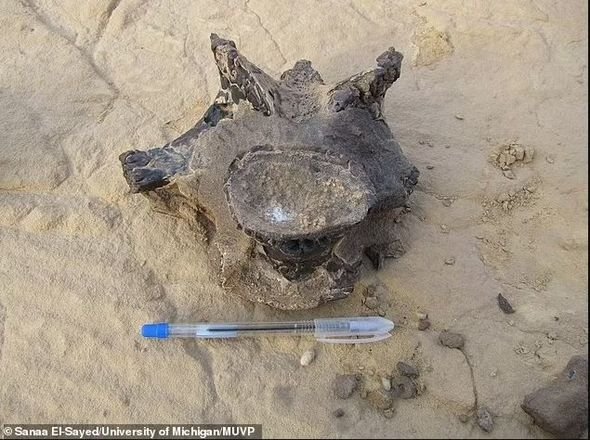 Buldoq üzlü yeni dinozavr növünün qalıqları tapılıb 