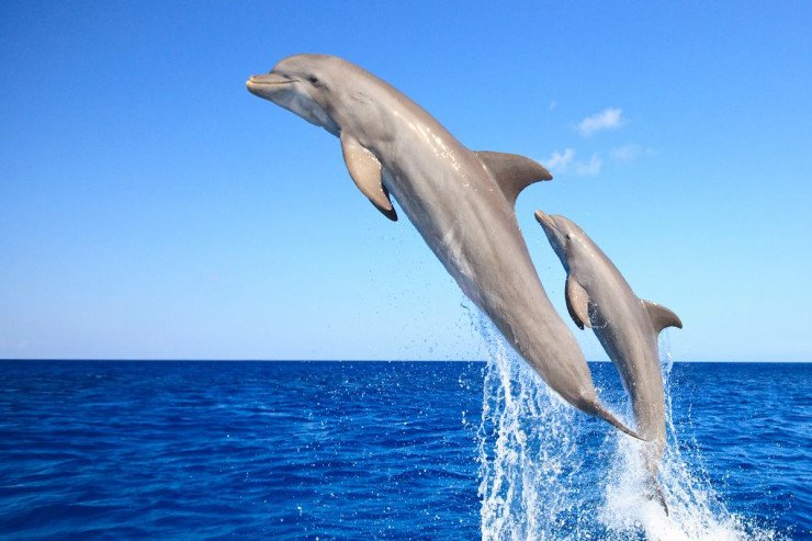 Delfinlər belə ünsiyyət qurur Delfinlər belə ünsiyyət qurur