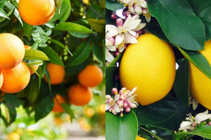 Evdə limon və portağal qabığını necə istifadə edə bilərik? - Sübut edilmiş üsullar Evdə limon və portağal qabığını necə istifadə edə bilərik? - Sübut edilmiş üsullar