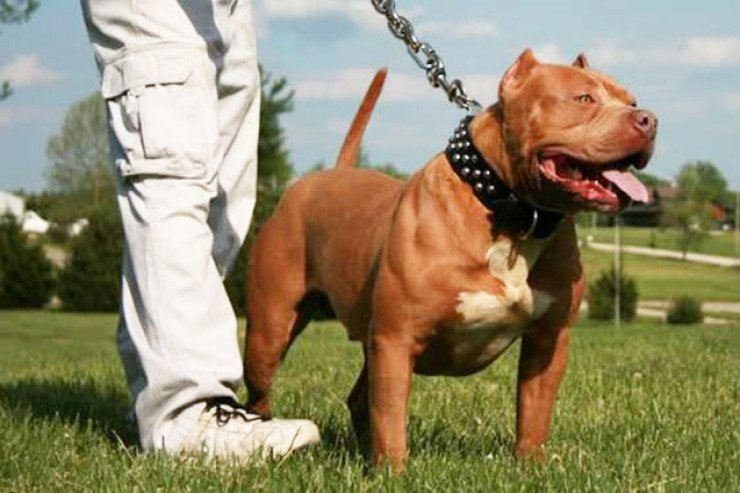 Pitbul itini saxlamaq neçəyə başa gəlir? Pitbul itini saxlamaq neçəyə başa gəlir?