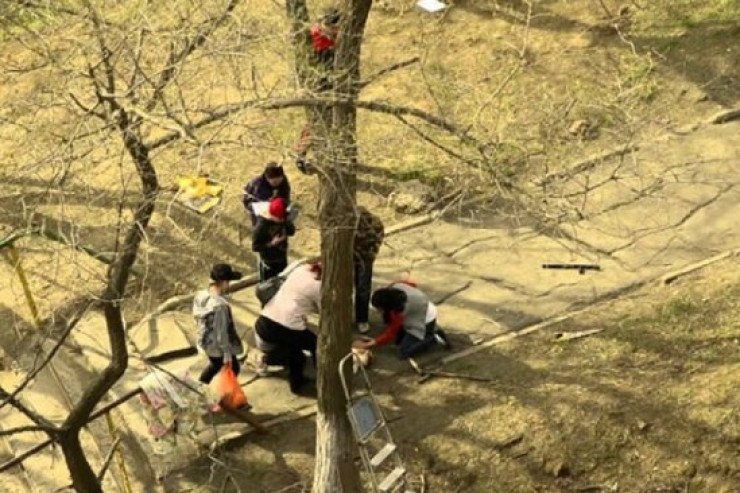 Şəkidə kişi qoz ağacından yıxılıb öldü Şəkidə kişi qoz ağacından yıxılıb öldü